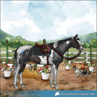 Horse Color:Brown Splash Tobiano and Brown Splash Tobiano