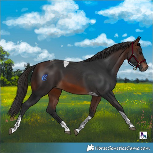 Horse Color:Brown Tobiano 