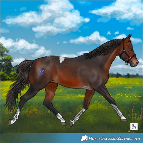 Horse Color:Brown Tobiano