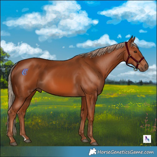 Horse Color:Chestnut 
