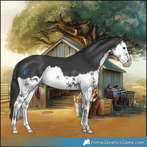 Horse Color:Black Splash 
