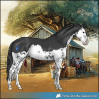 Horse Color:Black Splash
