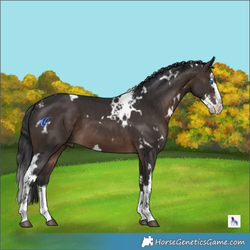 Horse Color:White Spotted Brown Splash 