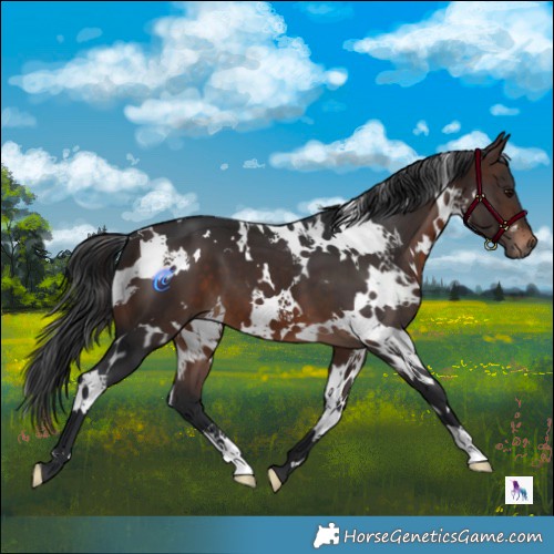 Horse Color:White Spotted Brown 