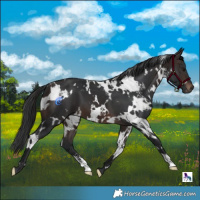 Horse Color:White Spotted Brown