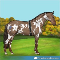 Horse Color:White Spotted Liver Red Dun 
