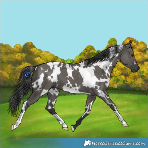 Horse Color:White Spotted Grullo