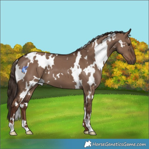 Horse Color:White Spotted Liver Red Dun