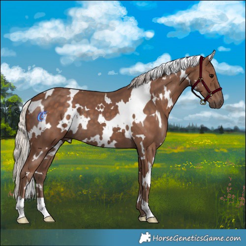 Horse Color:White Spotted Silver Black 