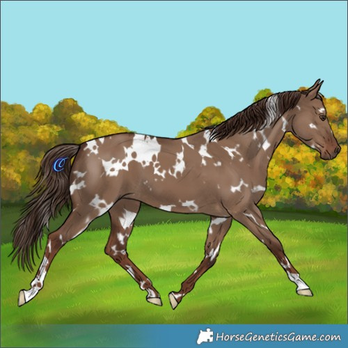 Horse Color:White Spotted Liver Red Dun