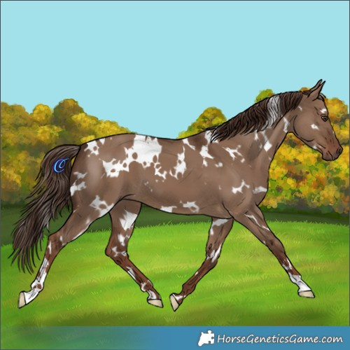 Horse Color:White Spotted Liver Red Dun 