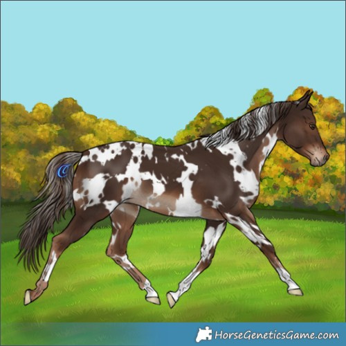 Horse Color:White Spotted Liver Chestnut