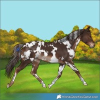 Horse Color:White Spotted Liver Chestnut