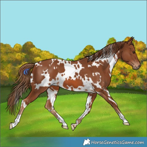 Horse Color:White Spotted Chestnut