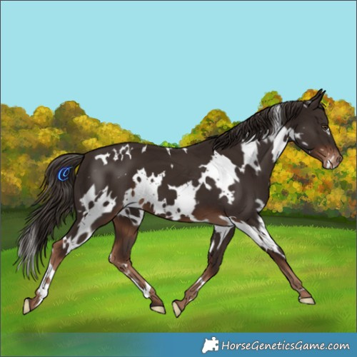 Horse Color:White Spotted Liver Chestnut Appaloosa