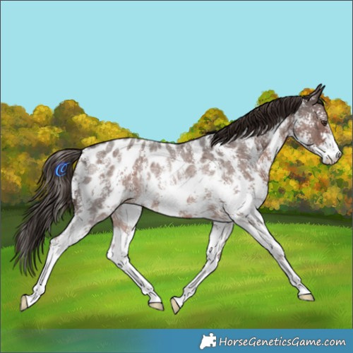 Horse Color:Liver Red Roan Sabino Appaloosa Rabicano 