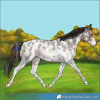 Horse Color:Liver Red Roan Sabino Near Leopard Rabicano 
