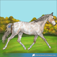 Horse Color:Gray Palomino Roan Sabino Near Leopard Rabicano 