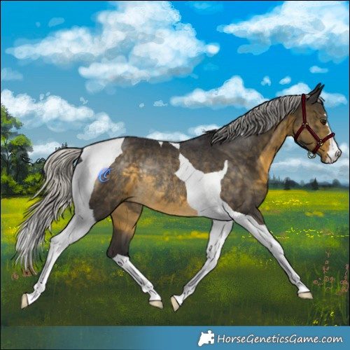 Horse Color:Silver Buckskin Tobiano Rabicano 