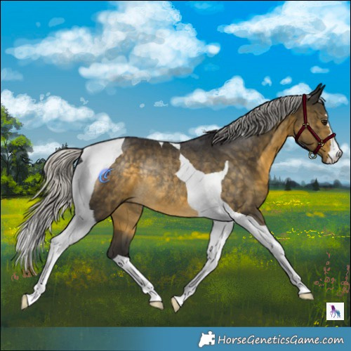 Horse Color:Silver Buckskin Tobiano Rabicano