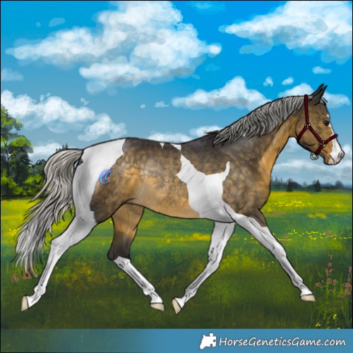 Horse Color:Silver Buckskin Tobiano Rabicano 