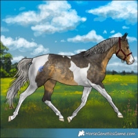 Horse Color:Silver Buckskin Tobiano Rabicano 