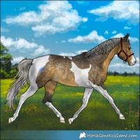 Horse Color:Silver Buckskin Tobiano Rabicano 