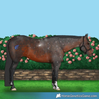 Horse Color:Brown 