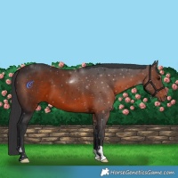 Horse Color:Brown 