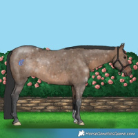 Horse Color:Brown Dun