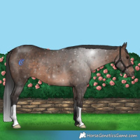Horse Color:Brown 