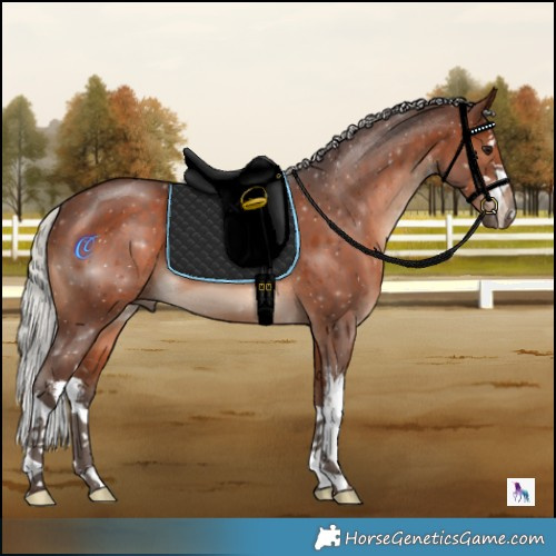 Horse Color:White Spotted Silver Brown