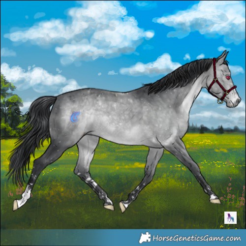 Horse Color:Brown Chinchilla 