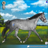 Horse Color:Brown Chinchilla