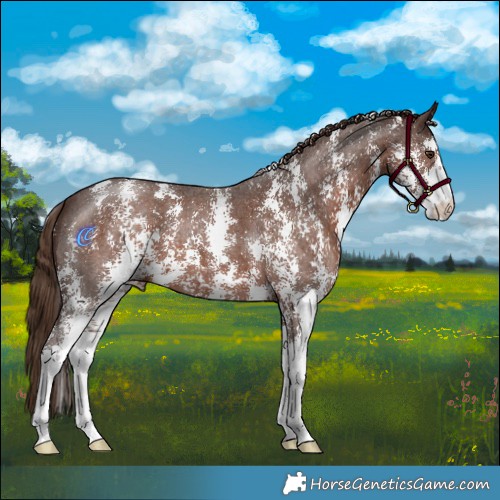 Horse Color:Liver Chestnut Sabino 