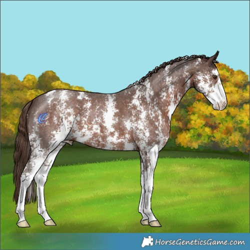 Horse Color:Liver Chestnut Sabino 
