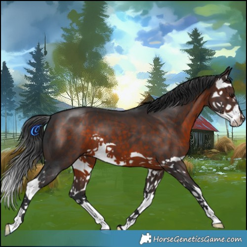 Horse Color:Brown Splash