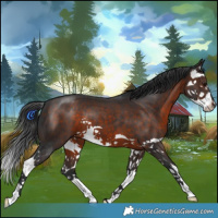 Horse Color:Brown Splash 