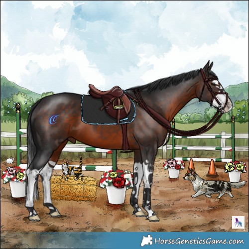 Horse Color:Brown Splash 