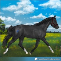 Horse Color:Black 