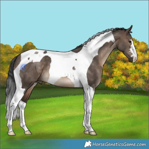 Horse Color:Brown Dun Tobiano 
