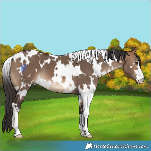 Horse Color:White Spotted Bay Dun 
