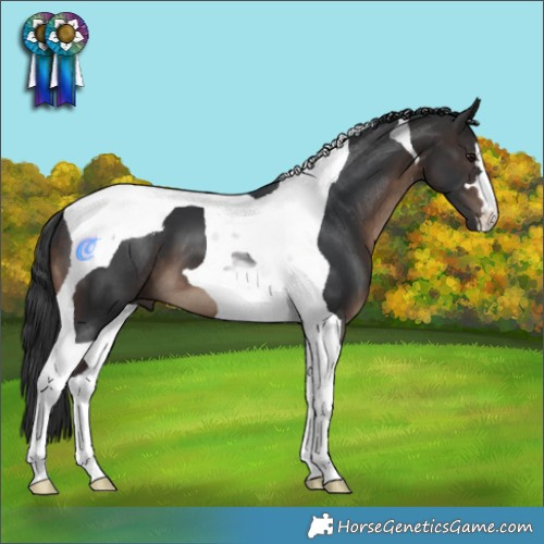 Horse Color:Brown Tobiano 