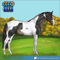Horse Color:Brown Tobiano 