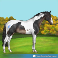 Horse Color:Brown Tobiano 