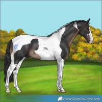 Horse Color:Brown Tobiano 