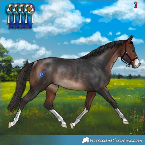 Horse Color:Bay Rabicano 