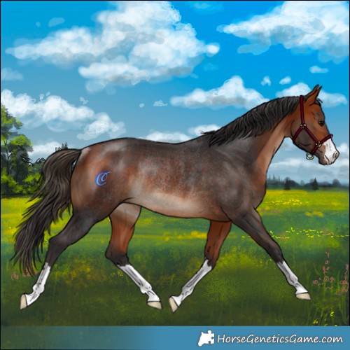 Horse Color:Bay Rabicano 
