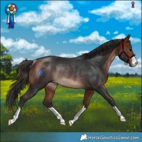 Horse Color:Bay Rabicano 