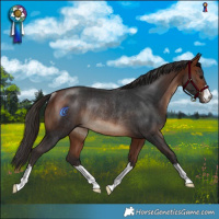 Horse Color:Bay Rabicano